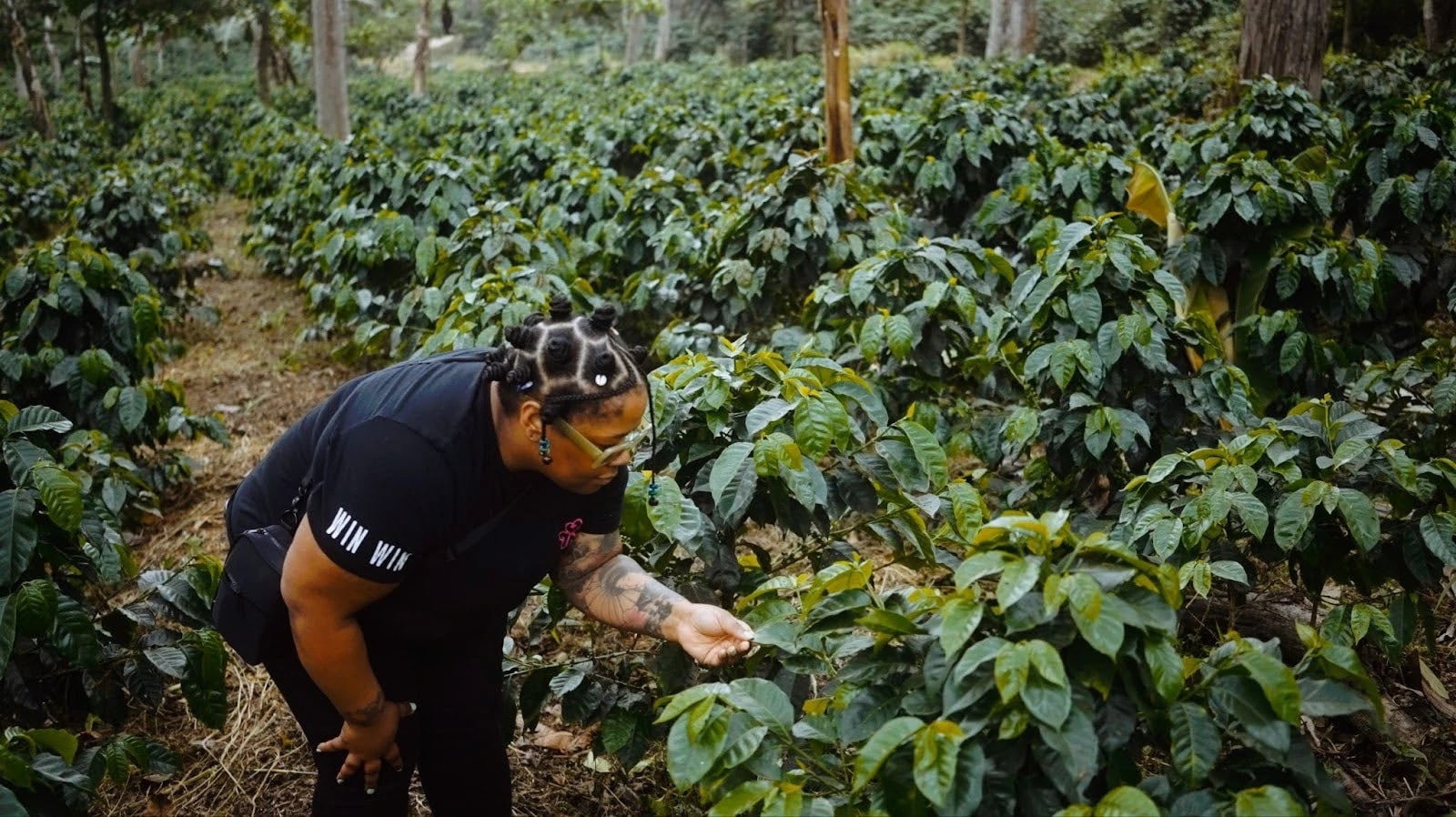 A woman with bantu knots and a Win Win branded shirt examining coffee plants in a lush green coffee farm.